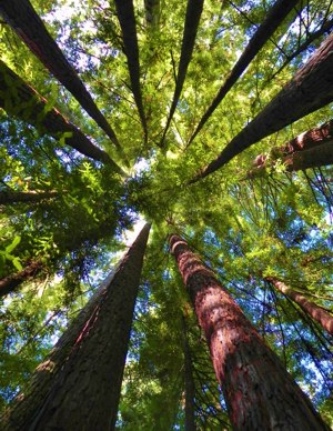 Fairy Ring by Hunter Pass -- Old Mill Farm: a family farm on the Mendocino Coast