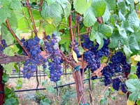 Old Mill Farm: Pinot Noir Vineyard Slide Show -- click for more photos